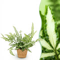 Green boutiQ - Zimmerpflanze - Pteris cretica Albolineata - Saumfarn - Haustierfreundliche Pflanze - Grün - 1 Pflanze - mit Korb - Topf 12cm - Höhe 20cm