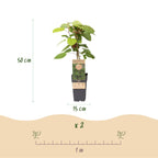 Green boutiQ - Actinidia arguta Weiki - Actinidier - Mâle - Fruits rouges et violets - 1 plante - Pot 15cm - Hauteur 50cm