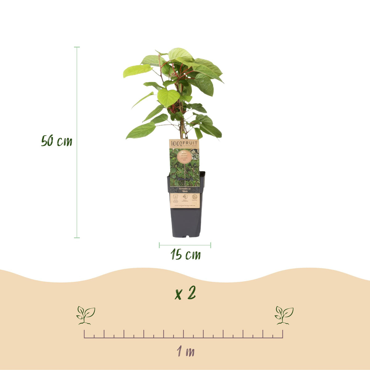 Green boutiQ - Actinidia arguta Weiki - Actinidier - Mâle - Fruits rouges et violets - 1 plante - Pot 15cm - Hauteur 50cm