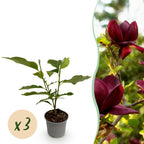 Green boutiQ - Gartenpflanze - Magnolia Genie - Blüte Violett - 3 Pflanzen - Laubabwerfend - Pflegeleicht - Topf 12cm Höhe 30cm