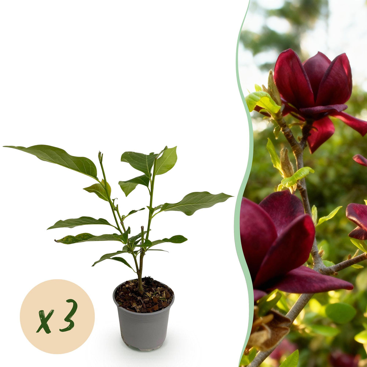 Green boutiQ - Plante de jardin - Magnolia Genie - Fleur violette - 3 plantes - Caduc - Peu d'entretien - Pot 12 cm Hauteur 30 cm