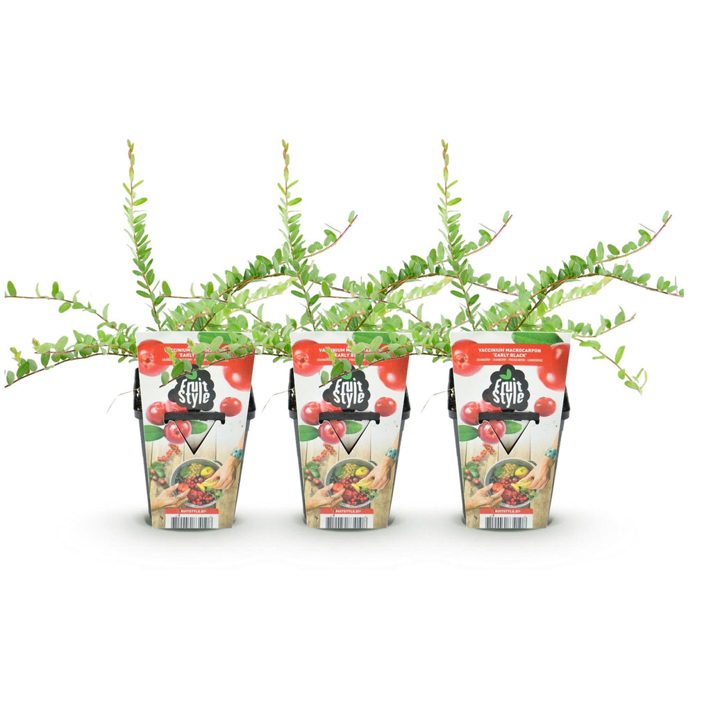 Green boutiQ - Obstpflanzen - Heidelbeere - Vaccinium macrophylla Early Black - Winterhart - 3 Pflanzen - Topf 9 cm - Dunkelrote Beere