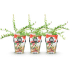 Green boutiQ - Obstpflanzen - Heidelbeere - Vaccinium macrophylla Early Black - Winterhart - 3 Pflanzen - Topf 9 cm - Dunkelrote Beere