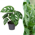 Monstera Obliqua - Unicorn Plant - Green - Tropical - Ø6cm - ↕12cm