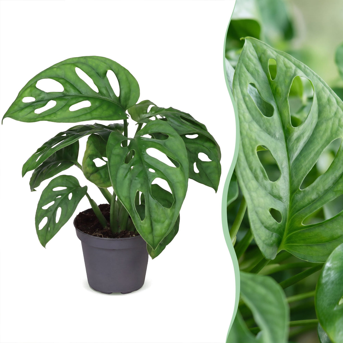 Monstera Obliqua - Unicorn Plant - Green - Tropical - Ø6cm - ↕12cm