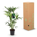 Green boutiQ - Plante d'intérieur - Howea Forsteriana - Palmier Kentia - Facile d'entretien - Vert - 1 Plante - avec Panier - Pot 19cm - Hauteur 80-85cm