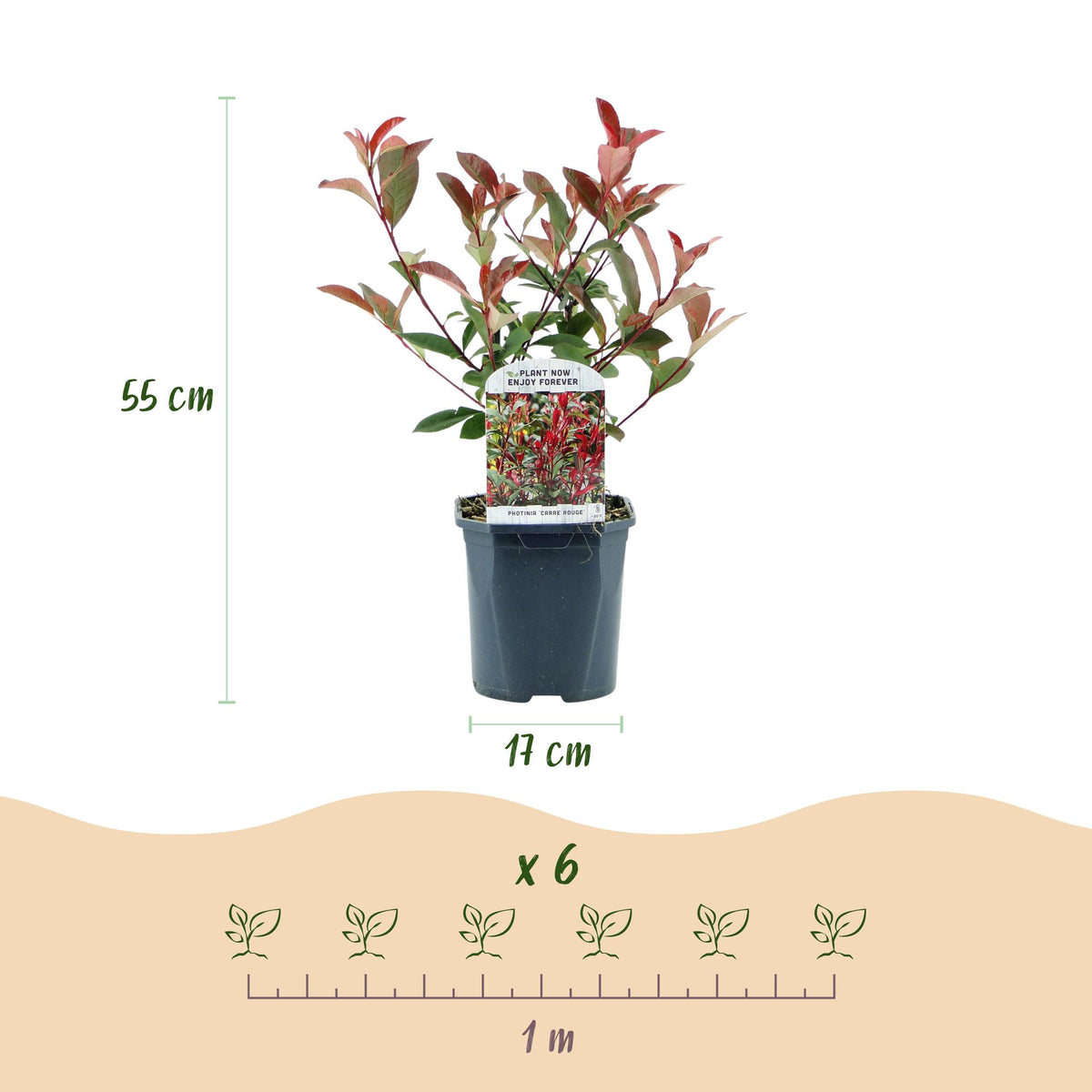 Green boutiQ - Haies - Photinia fraseri Carre Rouge - vert rouge - 6 plantes - 1 mètre linéaire - persistant - pot 17 cm hauteur 55 cm