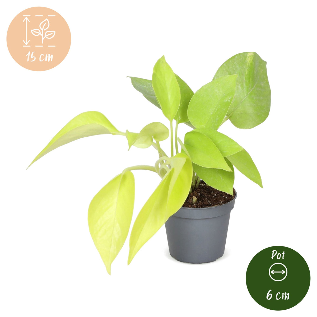 Philodendron Neon - Neon Philodendron - Yellow - Tropical - Ø6cm - ↕15cm