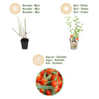Green boutiQ - Plants fruitiers - Goji - Lycium Barbarum - Rustique - 3 plantes - Pot 9 cm - Orange - Fruit rouge