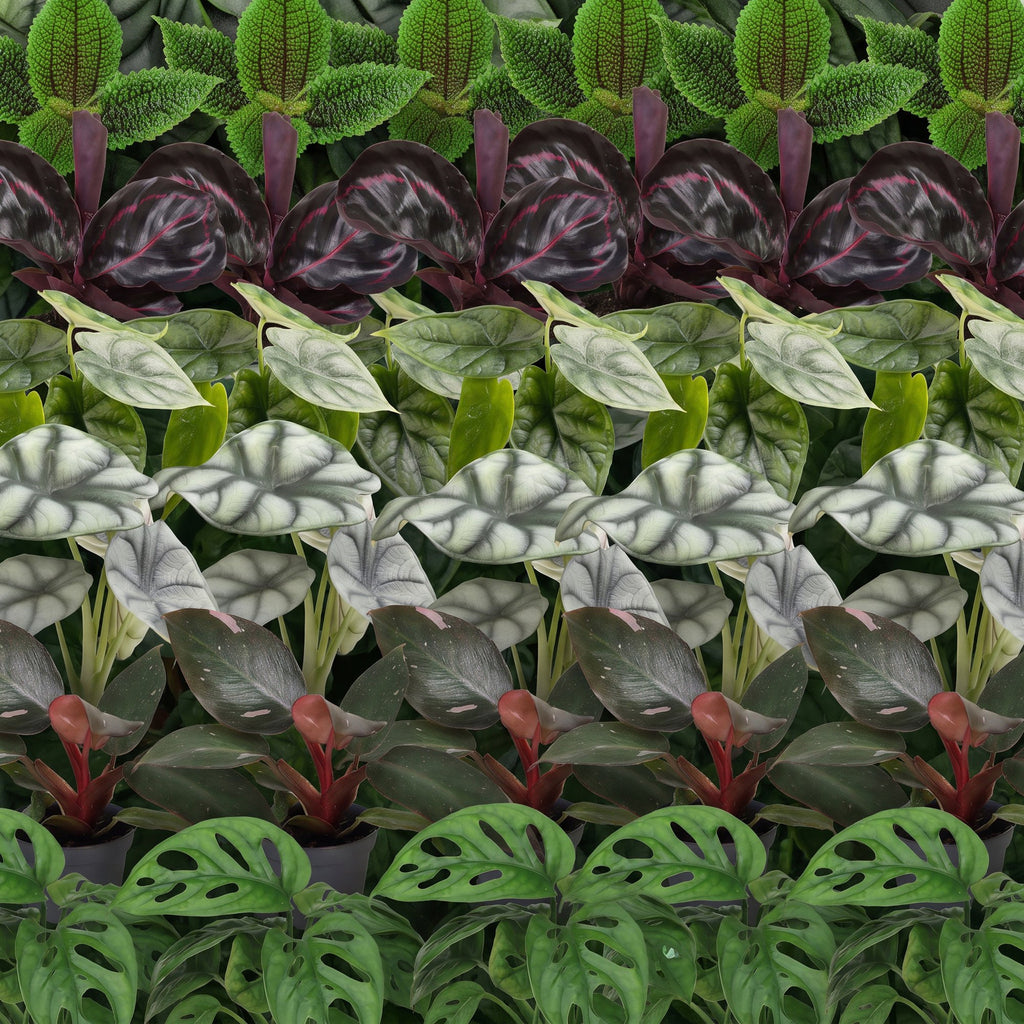 6x Baby Jungle Mix - Various colours - Tropical - incl. Linnea Olive - Ø6cm - ↕10-15cm