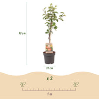 Green boutiQ - Fruitboom - Malus domestica Elstar - Appelboom - Winterhard - Rood-Groene Appel - 1 Plant - Pot 21cm - Hoogte 90cm