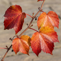 4x Parthenocissus tr. 'Veitchii Boskoop' - Boston ivy - Yellow - Green - Climber - Ø9cm - ↕35cm