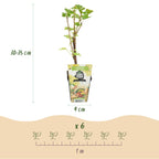 Green boutiQ - Plants fruitiers - Groseillier à maquereau blanc - Ribes rubrum Witte Hollander - Rustique - 6 plantes - Pot 9 cm - Groseille blanche