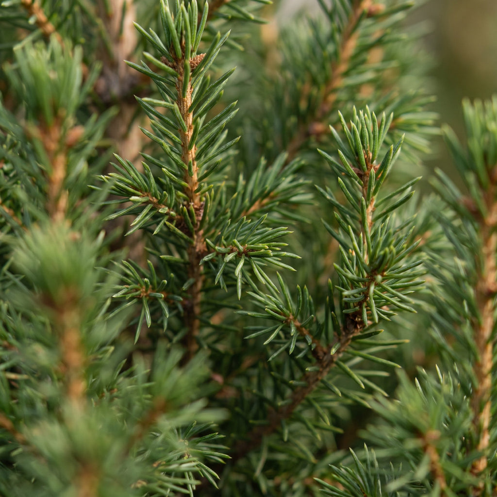 Picea glauca Conica - Dwarf Alberta Spruce - Green - Christmas tree - Ø13cm - ↕45cm
