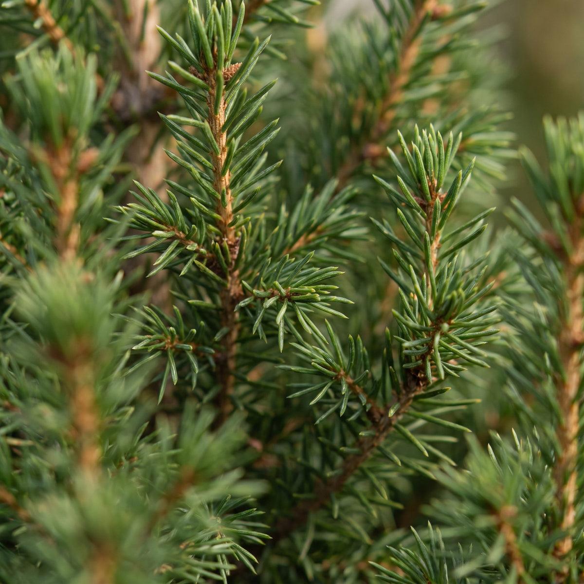 Picea glauca Conica - Dwarf Alberta Spruce - Green - Christmas tree - Ø13cm - ↕45cm