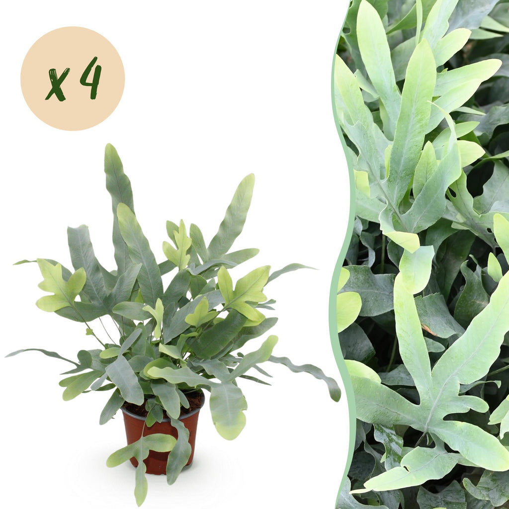 Green boutiQ - Zimmerpflanze - Phlebodium aureum Blue Star - Goldtüpfelfarn - Haustierfreundlich - Blau - 4 Pflanzen - Topf 12cm - Höhe 25-30cm