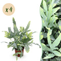 Green boutiQ - Zimmerpflanze - Phlebodium aureum Blue Star - Goldtüpfelfarn - Haustierfreundlich - Blau - 4 Pflanzen - Topf 12cm - Höhe 25-30cm