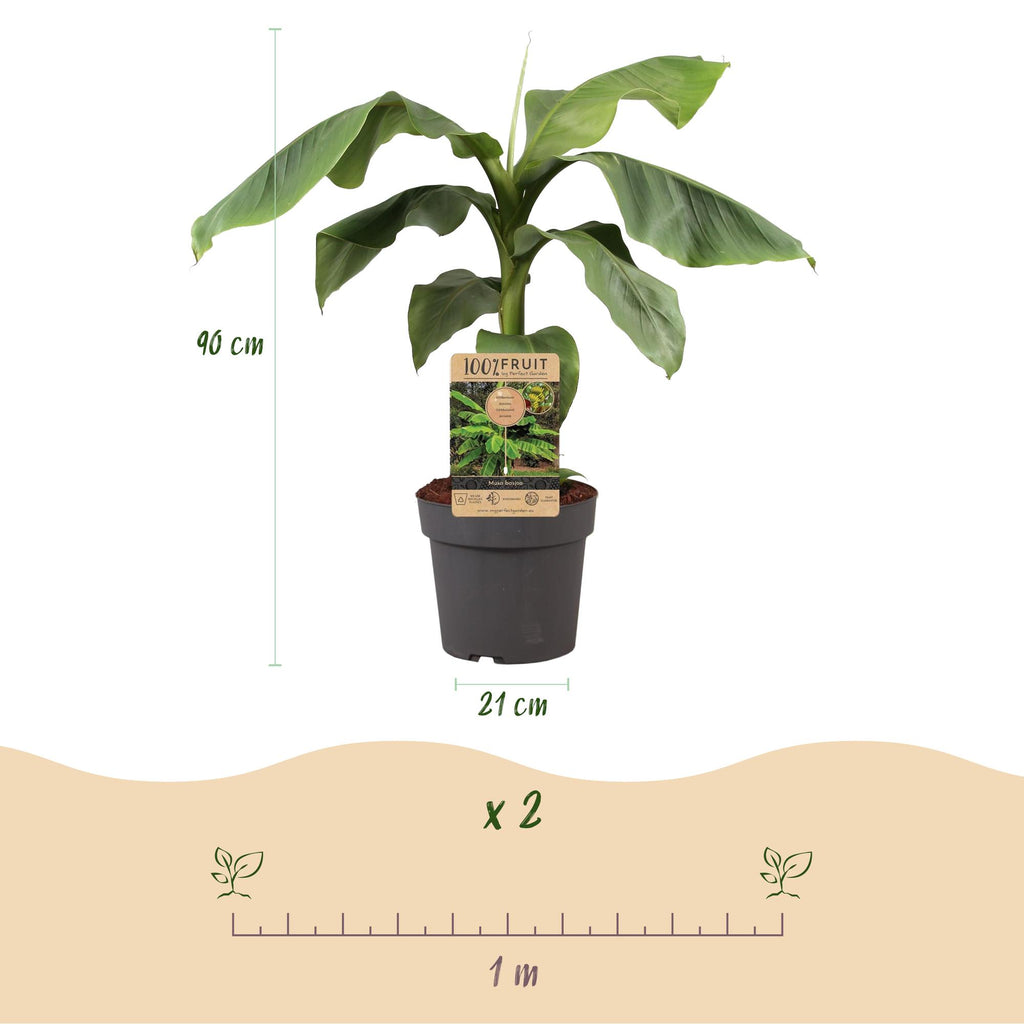 Green boutiQ - Plante fruitière - Musa Basjoo - Bananier - Rustique - Vert - 1 plante - Pot 21cm - Hauteur 70-90cm