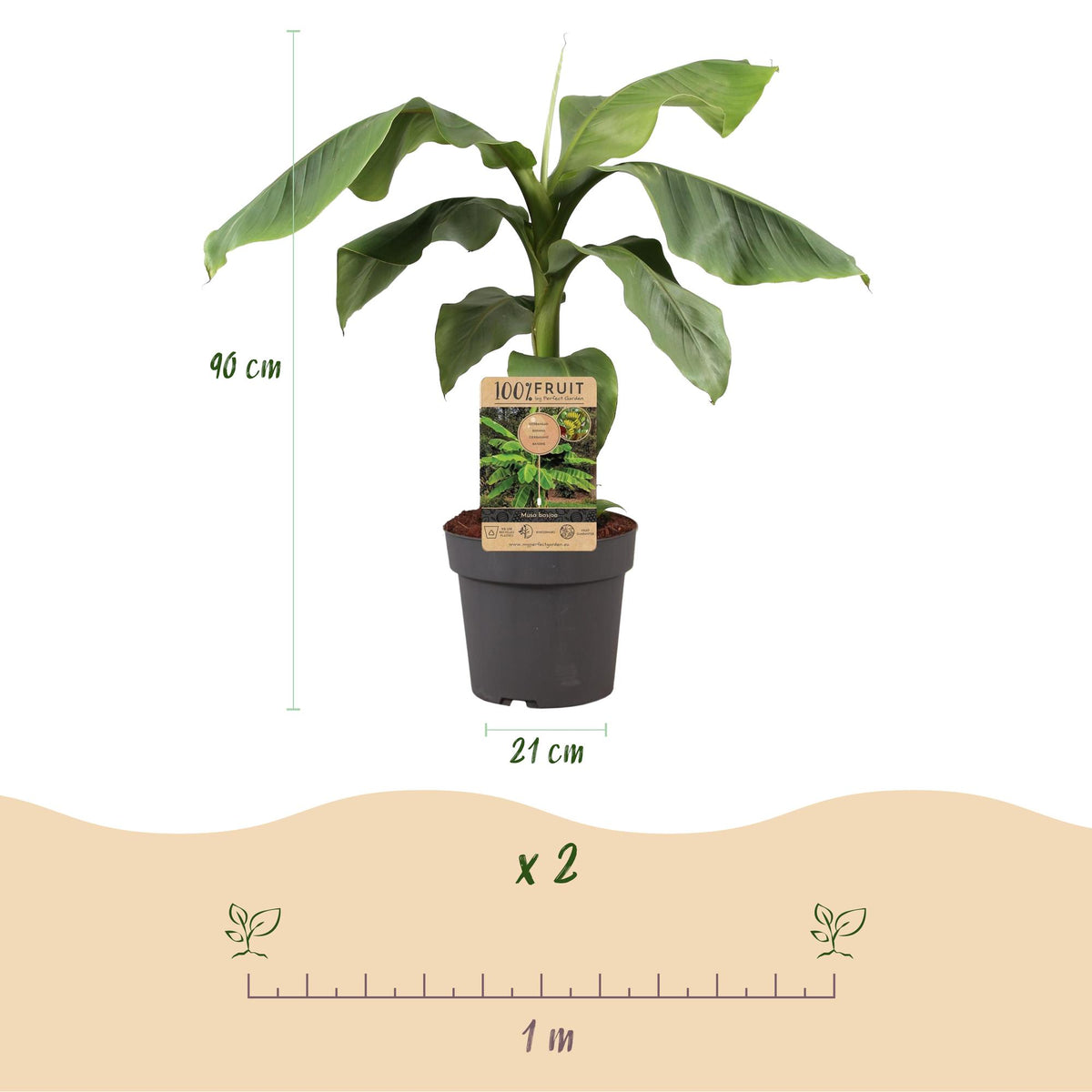 Green boutiQ - Plante fruitière - Musa Basjoo - Bananier - Rustique - Vert - 1 plante - Pot 21cm - Hauteur 70-90cm