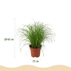Green boutiQ - Zimmerpflanze - Chlorophytum - Cyperus - Phlebodium - Marantha - 4er-Set - Haustierfreundliche Pflanzen - Grün - 4 Pflanzen - mit Korb - Topf 12cm - Höhe 25cm