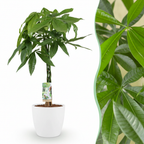 Green boutiQ - Plante d'intérieur - Pachira aquatica - Vert - Entretien facile - 1 plante - avec pot blanc - Pot 21cm - Hauteur 75 - 85cm