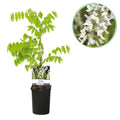 Green boutiQ - Glycine - Wisteria floribunda Alba - Fleur blanche - 1 plante - Pot 11cm Hauteur 40cm
