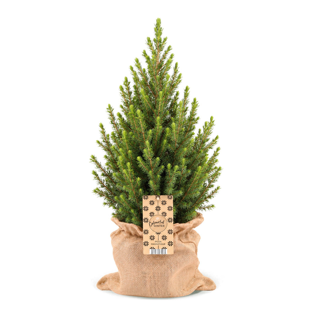 Picea glauca Conica - Dwarf Alberta Spruce - Green - Christmas tree - incl. jute bag - Ø19cm - ↕65cm