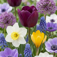 250x Bulb Garden Mix - Bollentuinmix - Diversen - Zomerbloeier - Bolmaat 10/12