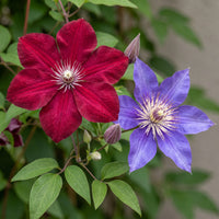 6x Clematis Duo Blue & Red - Bosrank Duo Blauw & Rood - Blauw - Rood - Klimplant - Ø9cm - ↕35cm