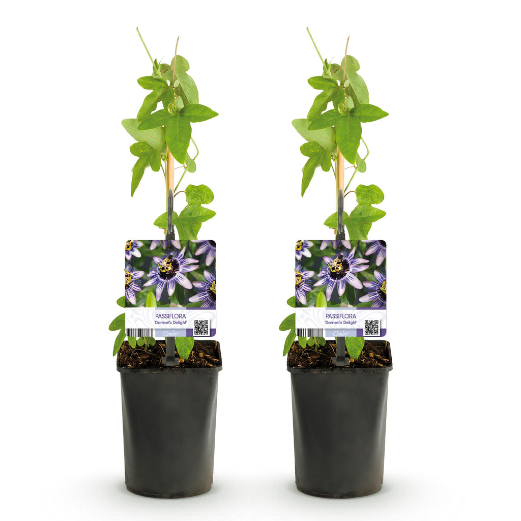 Green boutiQ - Passiflore - Passiflora Damsels Delight - Fleur violette et blanche - Peu d'entretien - 2 plantes - Pot 11cm Hauteur 40cm