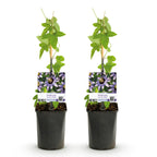 Green boutiQ - Passiflore - Passiflora Damsels Delight - Fleur violette et blanche - Peu d'entretien - 2 plantes - Pot 11cm Hauteur 40cm
