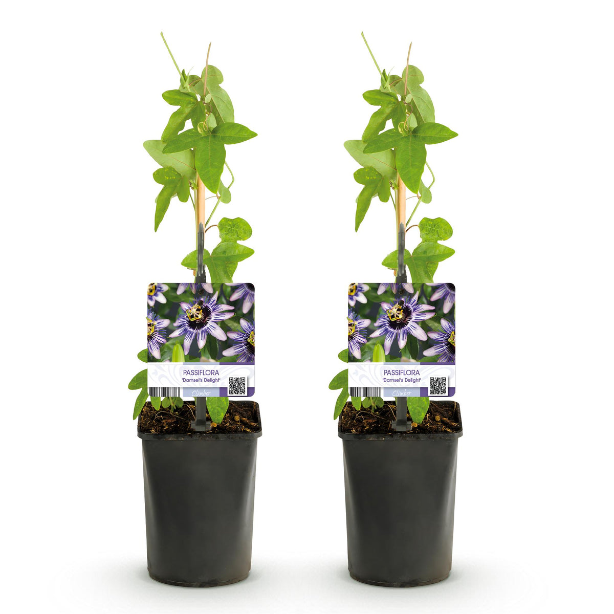 Green boutiQ - Passiflore - Passiflora Damsels Delight - Fleur violette et blanche - Peu d'entretien - 2 plantes - Pot 11cm Hauteur 40cm