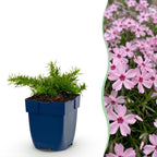 Green boutiQ - Stauden - Phlox Rosette - Flammenblume - Bodendeckend - Rosa - 3 Pflanzen - Topf 11cm - Höhe 15-25cm