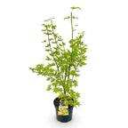Green boutiQ - Plante de jardin - Acer palmatum Summergold - Érable japonais - Caduc - Jaune - 1 - Pot 26cm - Hauteur 90cm