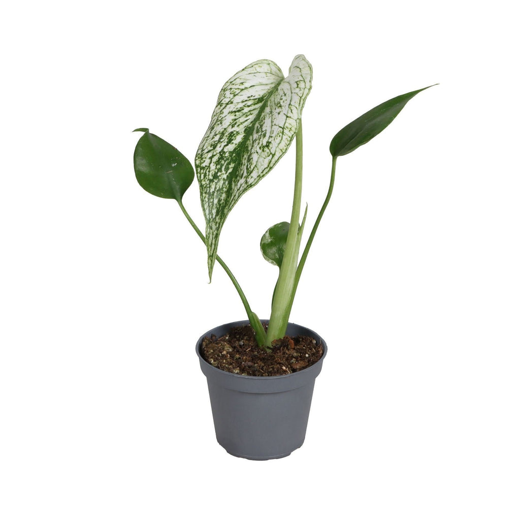 Monstera Devil Monster - Devil Monster Plant - Green - White - Tropical - Ø6cm - ↕18cm