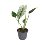 Monstera Devil Monster - Devil Monster Plant - Green - White - Tropical - Ø6cm - ↕18cm