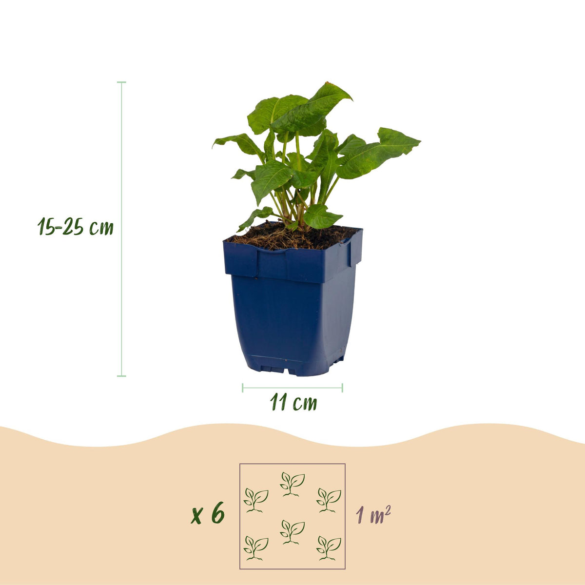 Green boutiQ - Plante vivace - Persicaria ampl. Alba - Renouée - Ombre - Blanc - 3 plantes - Pot 11cm - Hauteur 15-25cm