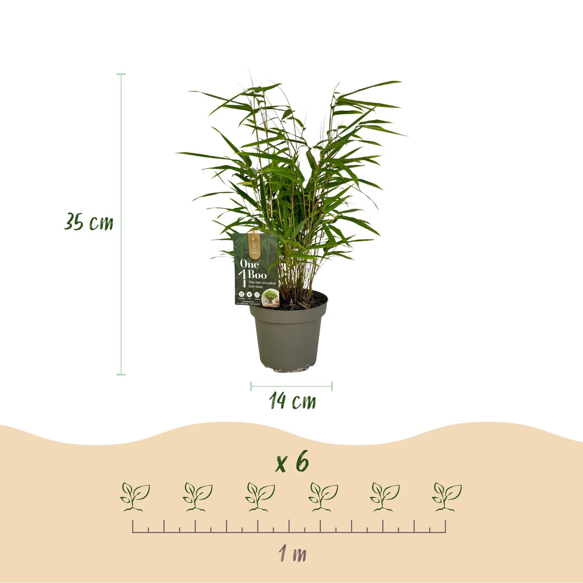 Green boutiQ - Bambou - Fargesia rufa - Vert - 2 Plantes - Persistant - Non traçant - Pot 14cm Hauteur 35cm