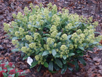 Green boutiQ - Plante de terrasse - Skimmia japonica Finchy - Fleur blanche - 40+ Fleurs - 2 Plantes - Résistante au froid - Pot 19cm Hauteur 60cm