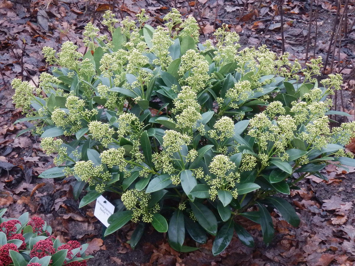 Green boutiQ - Plante de terrasse - Skimmia japonica Finchy - Fleur blanche - 40+ Fleurs - 2 Plantes - Résistante au froid - Pot 19cm Hauteur 60cm