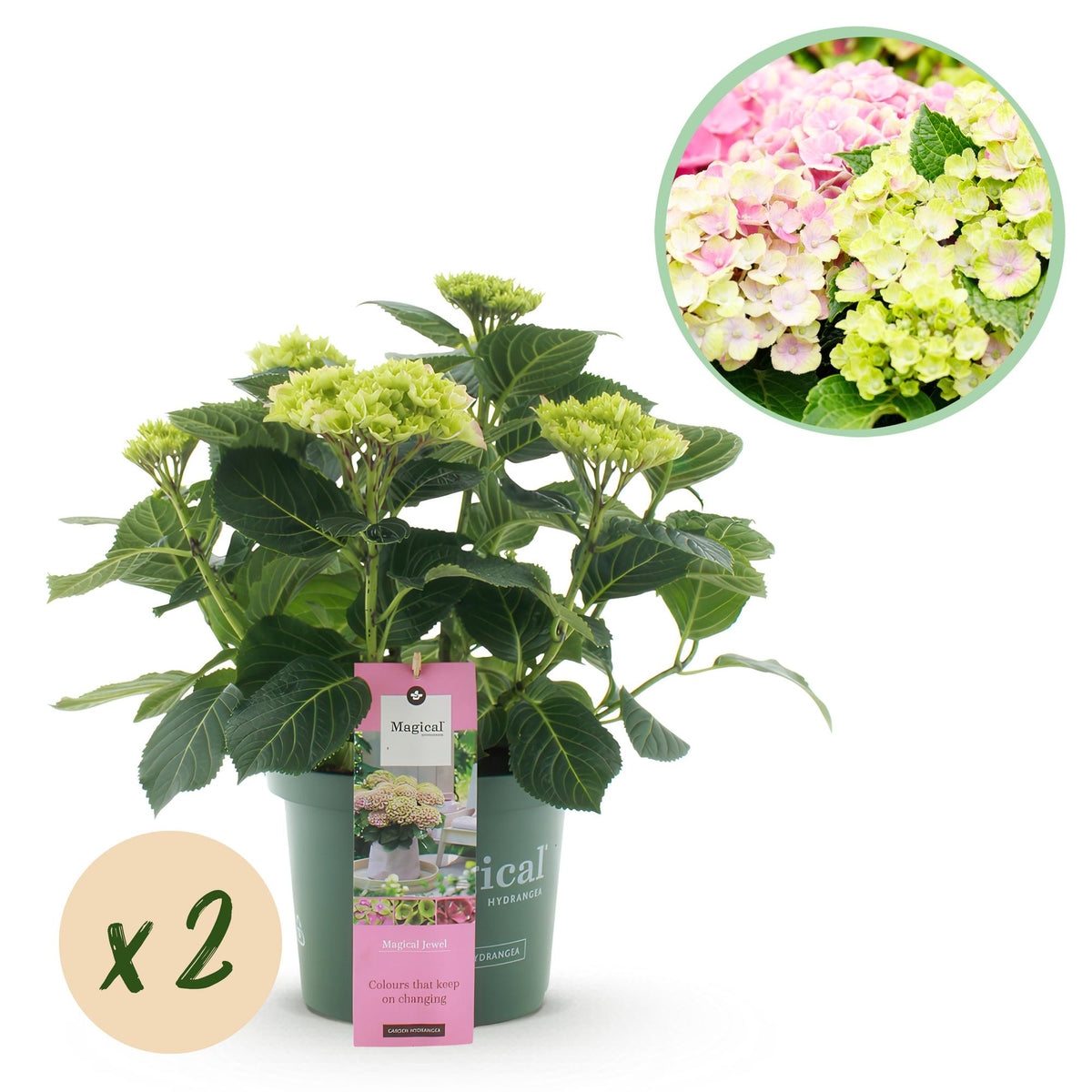 Green boutiQ - Plante de terrasse - Hortensia - Hydrangea Magical Jewel Pink - Rose - 6-10 fleurs - 2 plantes - Pot 23 cm Hauteur 55 cm