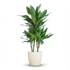 Green boutiQ - Plante d'intérieur - Dragonnier - Dracaena Janet Craig - Vert - Peu d'entretien - 1 plante - avec pot blanc - Pot 21cm - Hauteur 90 - 100cm