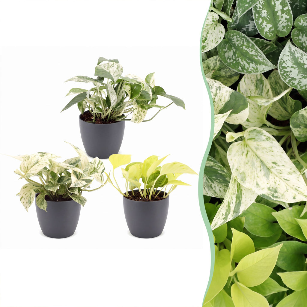 3x Epipremnum Tricolour - Yellow - Green - Cream - Tropical - incl. grey pot - Ø6cm - ↕20-25cm