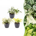 3x Epipremnum Tricolour - Yellow - Green - Cream - Tropical - incl. grey pot - Ø6cm - ↕20-25cm