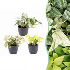 3x Epipremnum Tricolour - Yellow - Green - Cream - Tropical - incl. grey pot - Ø6cm - ↕20-25cm