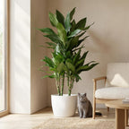 Green boutiQ - Plante d'intérieur - Dragonnier - Dracaena Janet Craig - Vert - Peu d'entretien - 1 plante - avec pot blanc - Pot 21cm - Hauteur 90 - 100cm