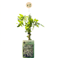 2x Jasminum officinale - Common Jasmine - White - Climber - Ø9cm - ↕35cm