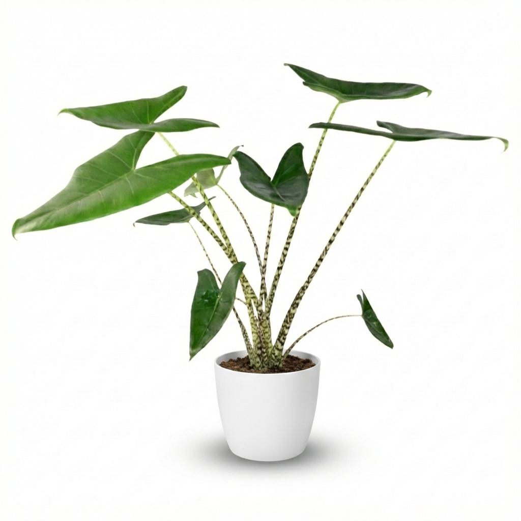 Green boutiQ - Plante d'intérieur - Oreille d'éléphant - Alocasia Zebrina - Vert - Peu d'entretien - 1 plante - avec pot blanc - Pot 21 cm - Hauteur 70 - 75 cm