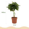 Green boutiQ - Plantes d'intérieur - Schefflera Gold Capella - Arbre à ombrelle - Peu d'entretien - Vert - doré - 1 Plante - avec Pot Blanc - Pot 21cm - Hauteur 70-80cm