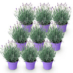 Green boutiQ - Plante de jardin - Lavandula angustifolia Munstead - Lavande - Rustique - Violet - 9 Plantes - Pot 12cm - Hauteur 15-25cm